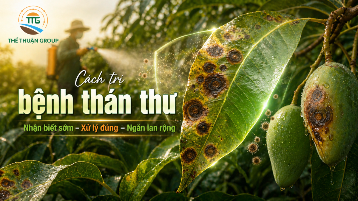 Cách trị bệnh thán thư