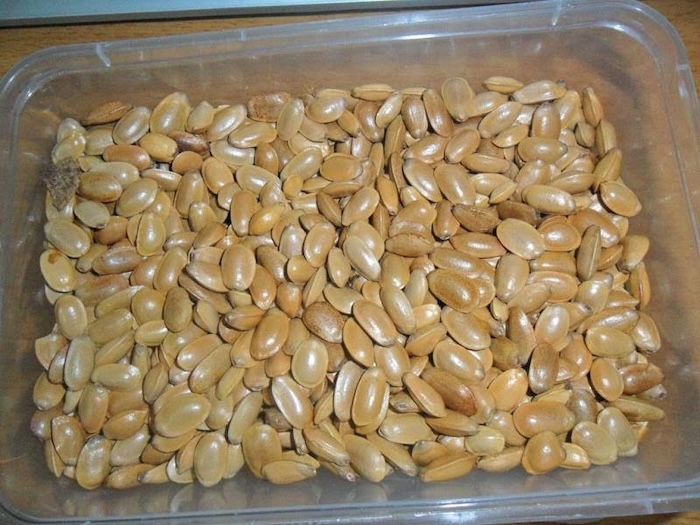 Hạt bình bát làm thuốc trừ sâu