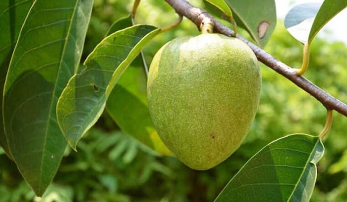 Làm thuốc trừ sâu từ hạt bình bát