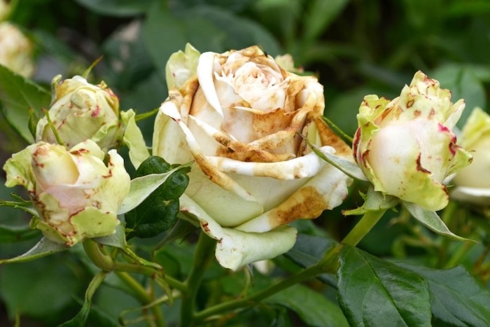 Phun thuốc trừ sâu cho hoa hồng vào lúc nào Phun thuốc trừ sâu cho hoa hồng vào lúc nào