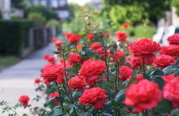 Thuốc trừ sâu bệnh cho hoa hồng Thuốc trừ sâu bệnh cho hoa hồng