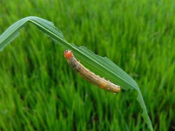 Thuốc trừ sâu cắn gié hại lúa