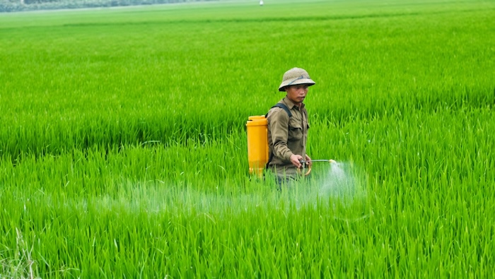 Thuốc trừ sâu cắn gié hại lúa