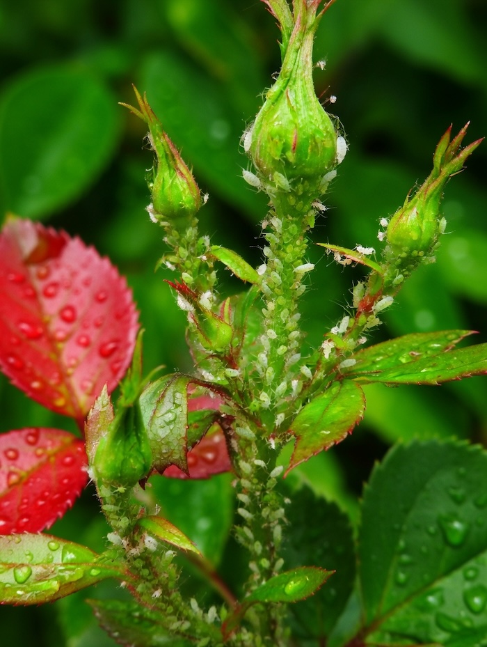 Thuốc trừ sâu cho hoa hồng
