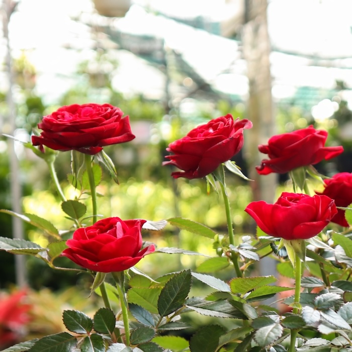 Thuốc trừ sâu cho hoa hồng