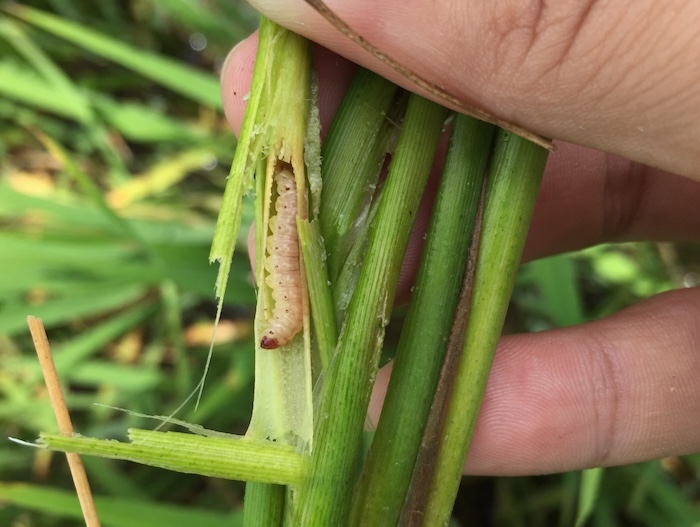 Thuốc trừ sâu đục thân dạng hạt