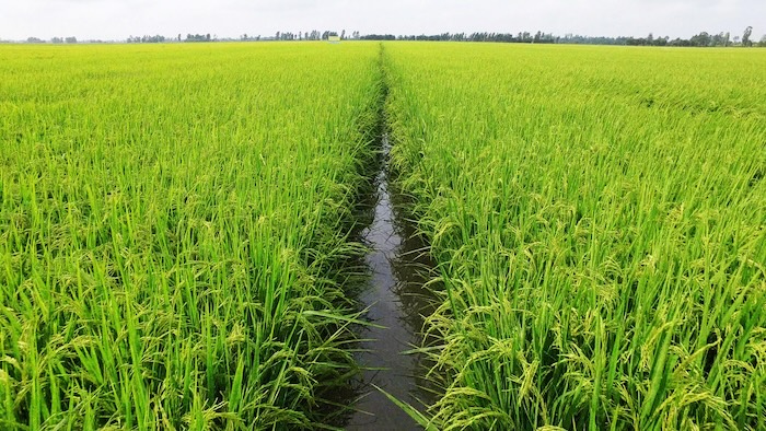 Thuốc trừ sâu đục thân dạng hạt