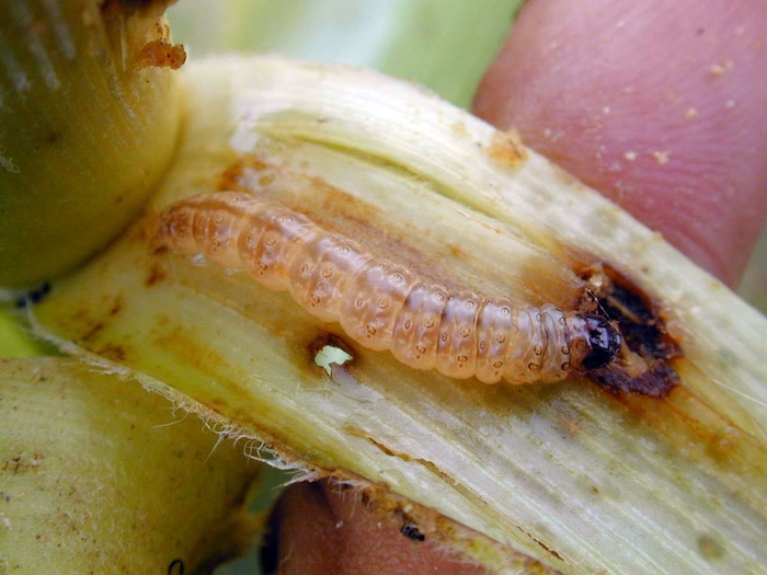 Thuốc trừ sâu đục thân hại lúa