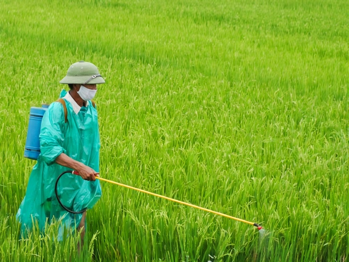 Thuốc trừ sâu đục thân hại lúa