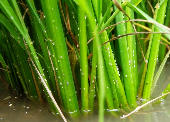 Thuốc trừ sâu hại lúa Thuốc trừ sâu hại lúa