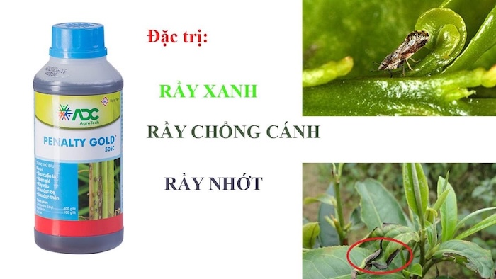 Thuốc trừ sâu penalty gold Thuốc trừ sâu penalty gold