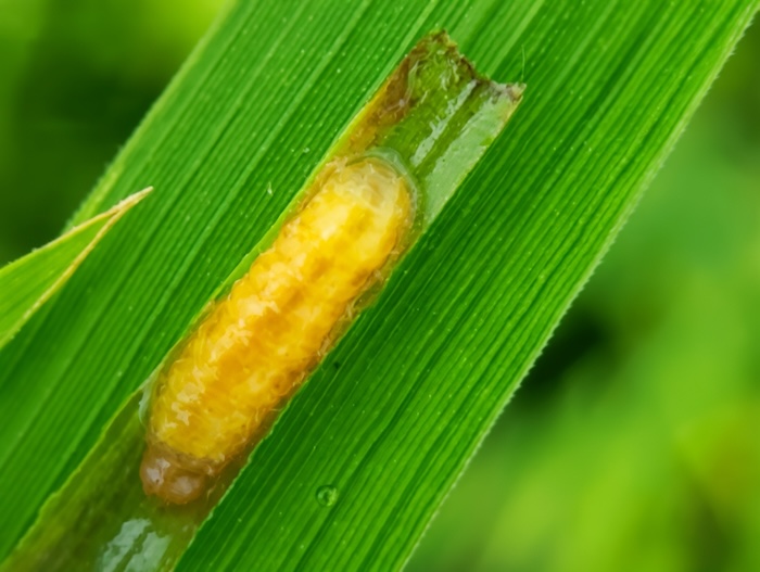 Thuốc trừ sâu phao hại lúa