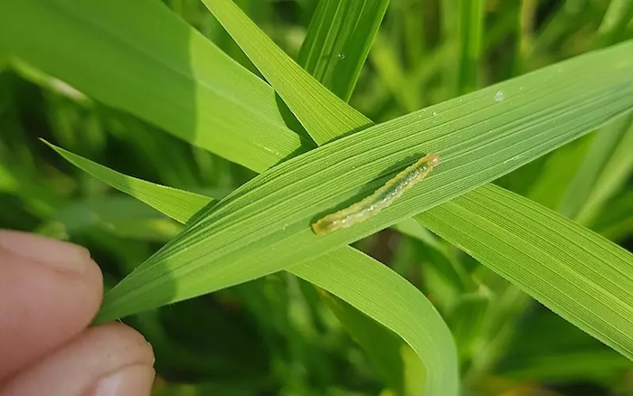 Thuốc trừ sâu phao hại lúa