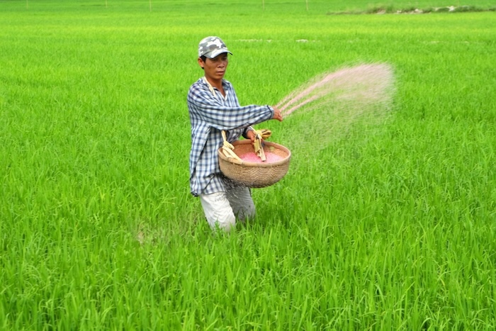 Thuốc trừ sâu regent dạng hạt