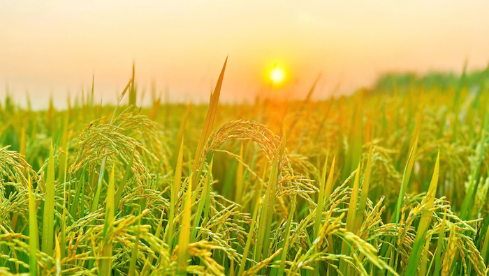 Thuốc trừ sâu regent dạng hạt