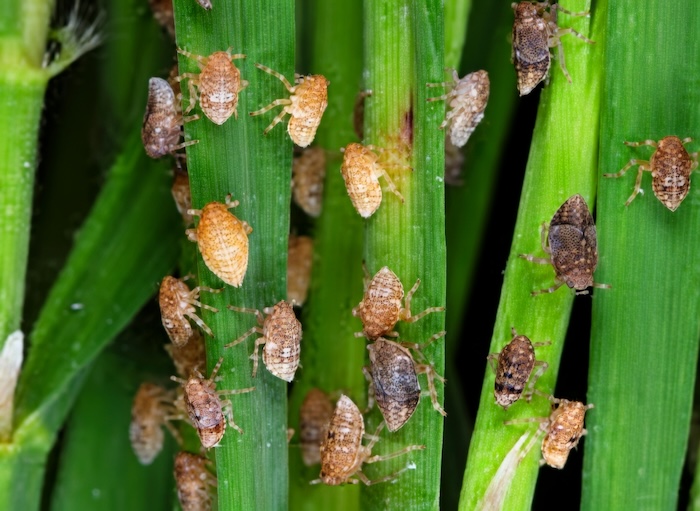 Thuốc trừ sâu regent hai lúa đỏ