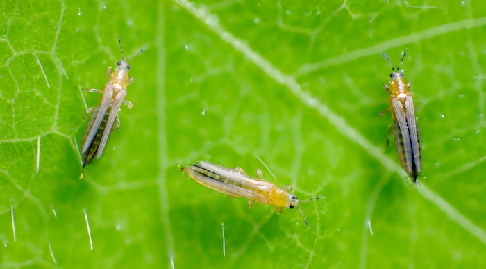 Thuốc trừ sâu regent hai lúa xanh