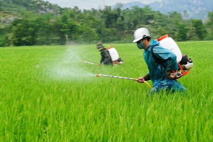 Thuốc trừ sâu regent hai lúa xanh