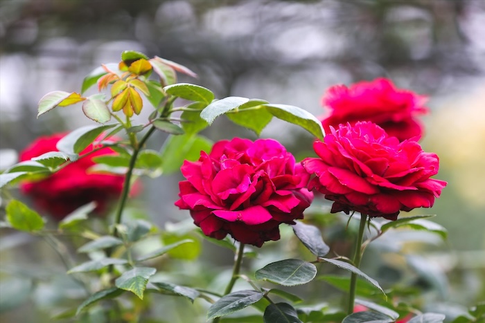 Thuốc trừ sâu sinh học cho hoa hồng