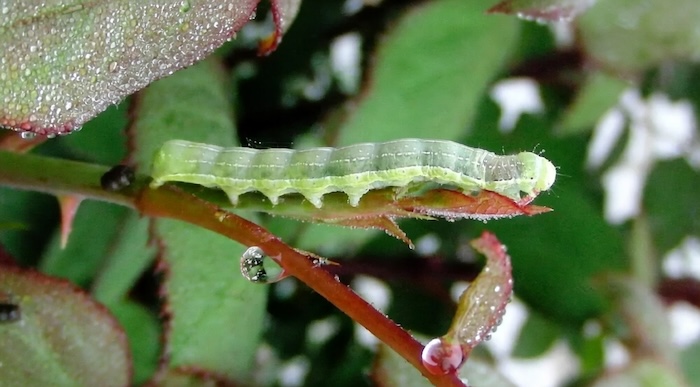 Thuốc trừ sâu sinh học cho hoa hồng