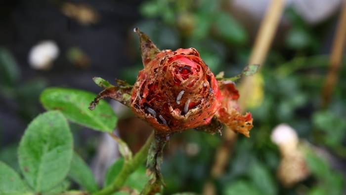 Tự làm thuốc trừ sâu cho hoa hồng