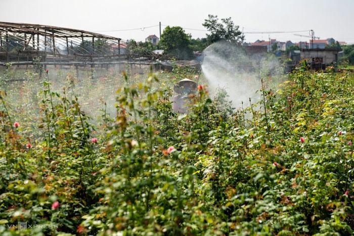 Tự làm thuốc trừ sâu cho hoa hồng