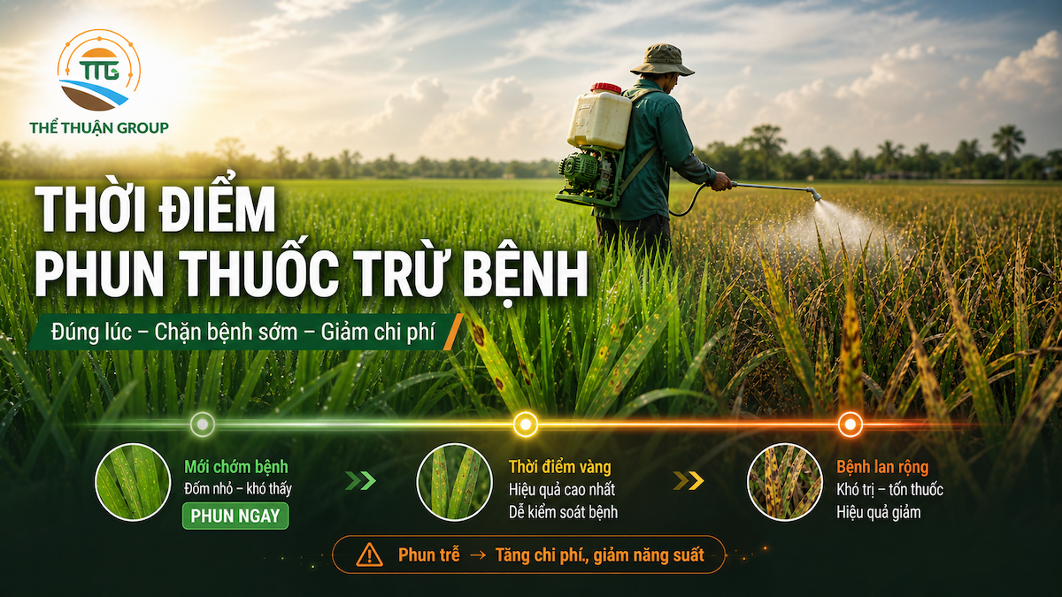 Thời điểm phun thuốc trừ bệnh