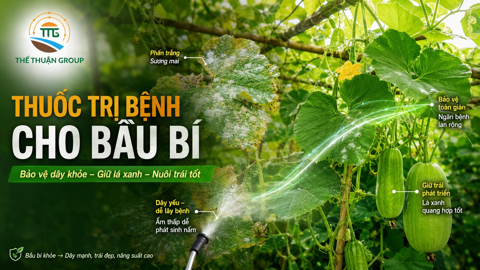 Thuốc trị bệnh cho bầu bí