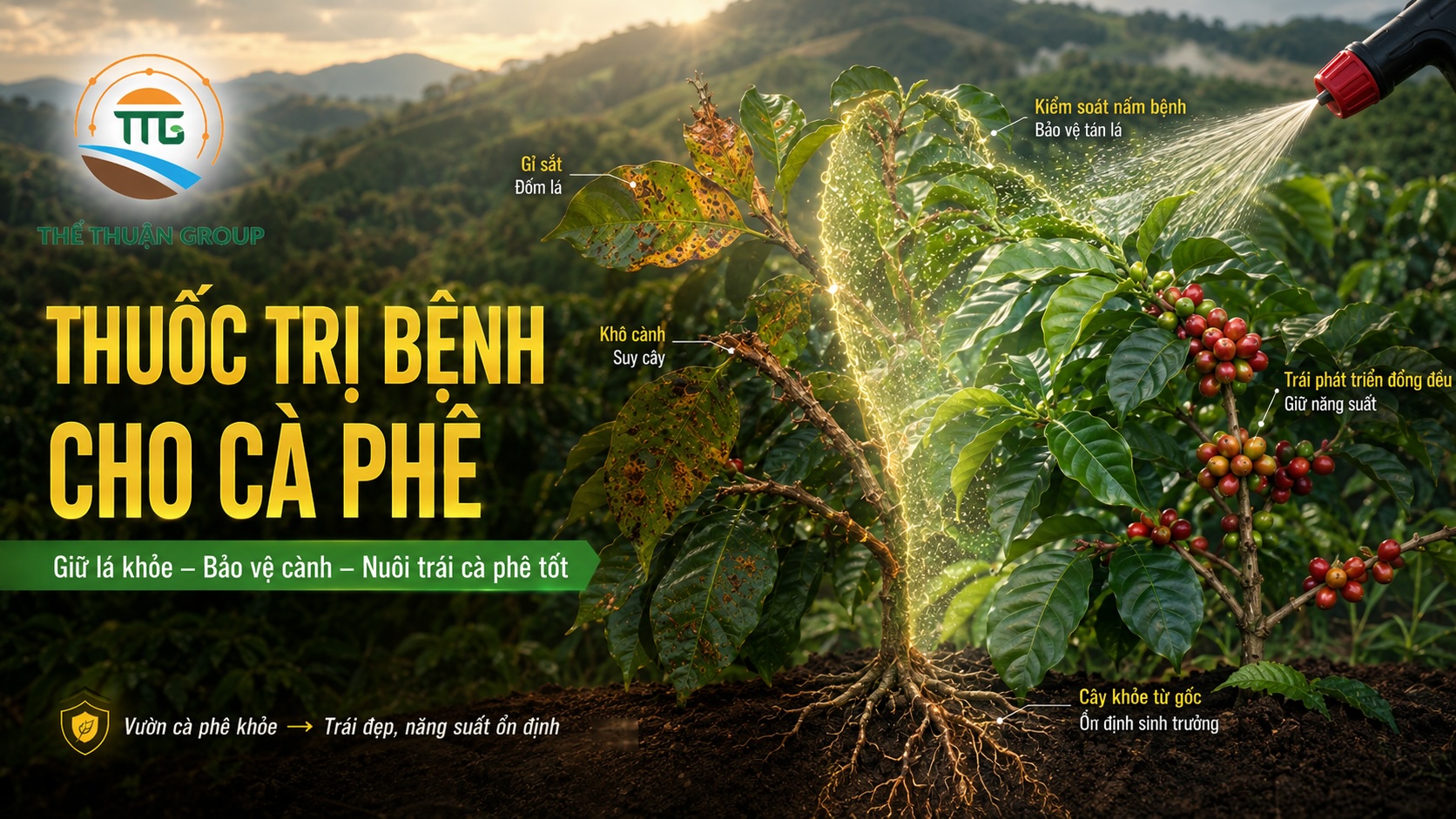 Thuốc trị bệnh cho cà phê