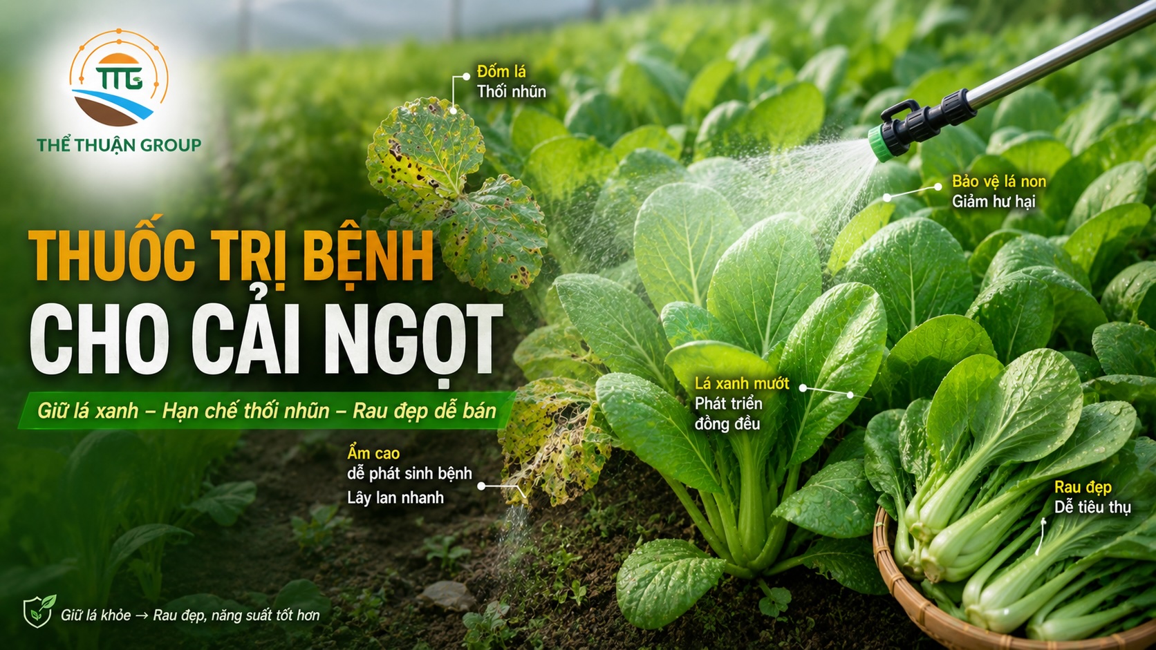 Thuốc trị bệnh cho cải ngọt
