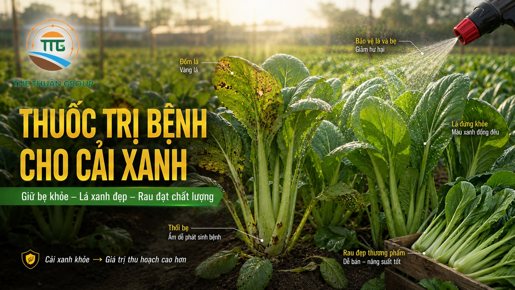 Thuốc trị bệnh cho cải xanh