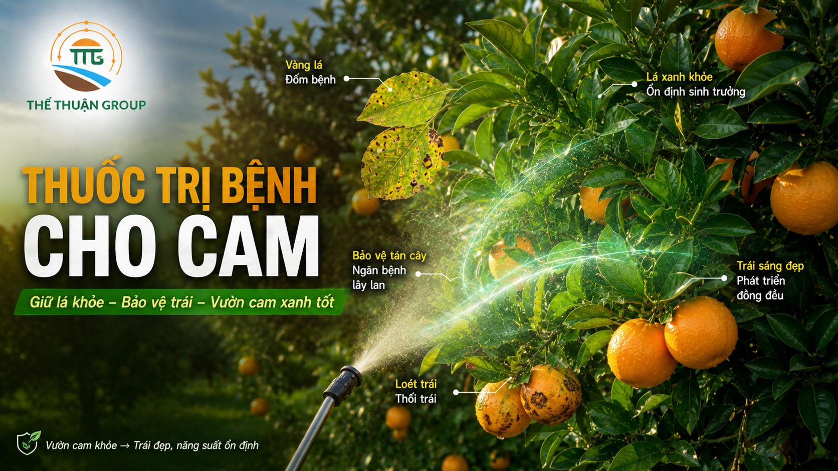 Thuốc trị bệnh cho cam