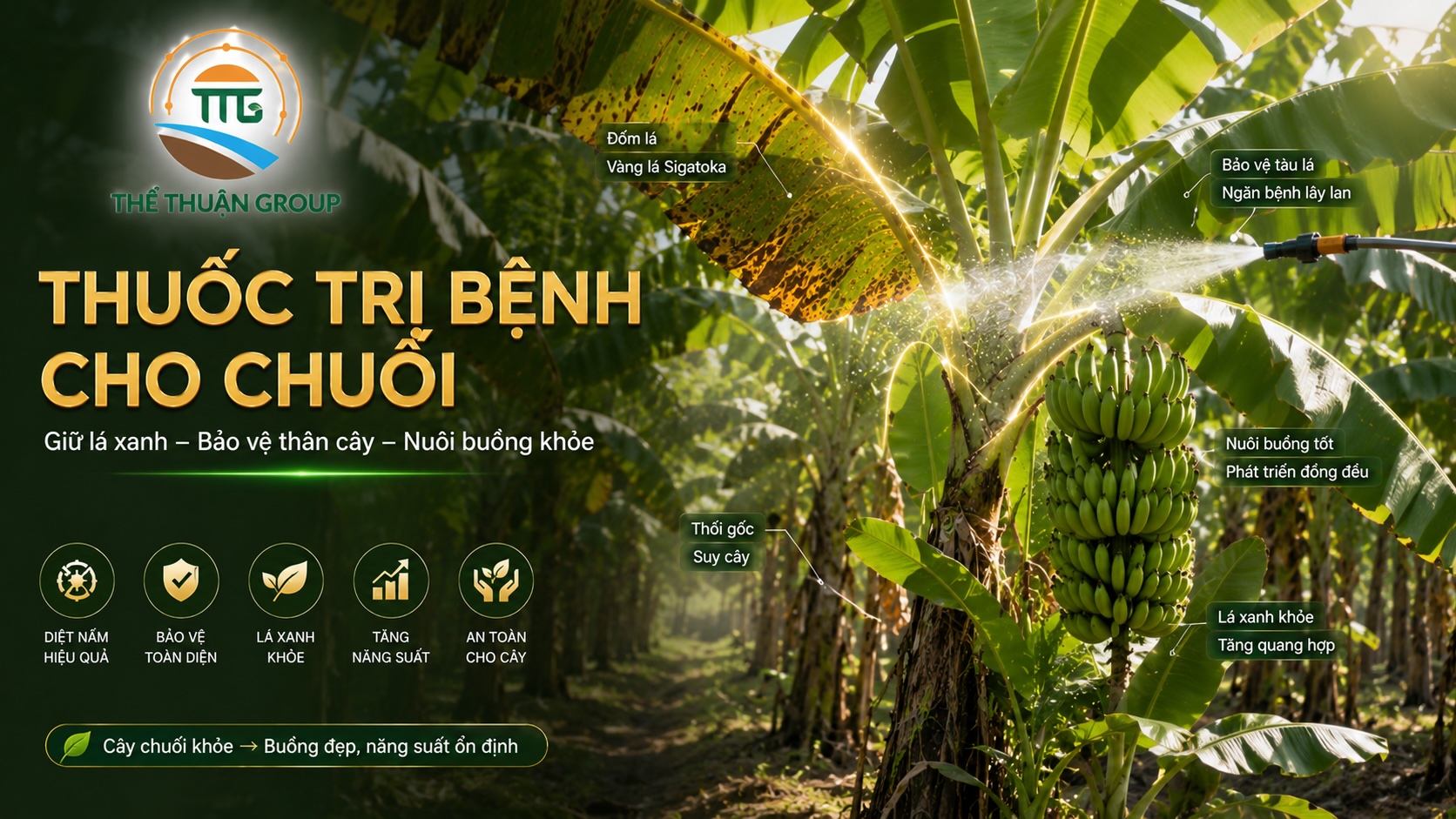 Thuốc trị bệnh cho chuối