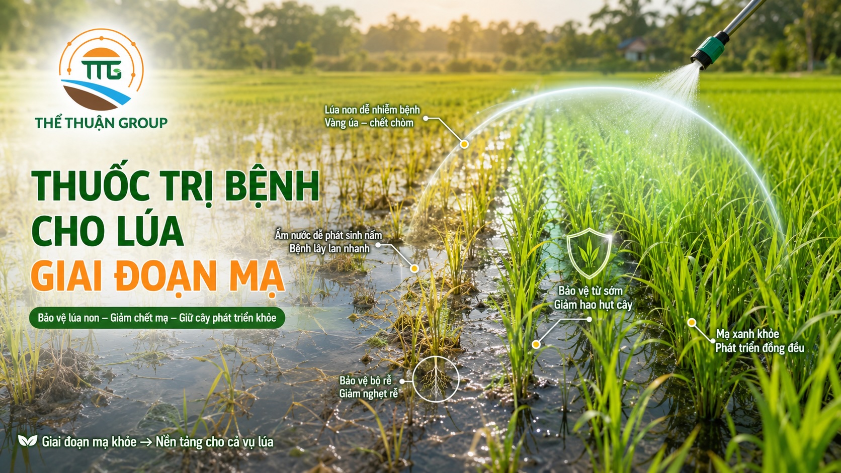 Thuốc trị bệnh cho lúa giai đoạn mạ