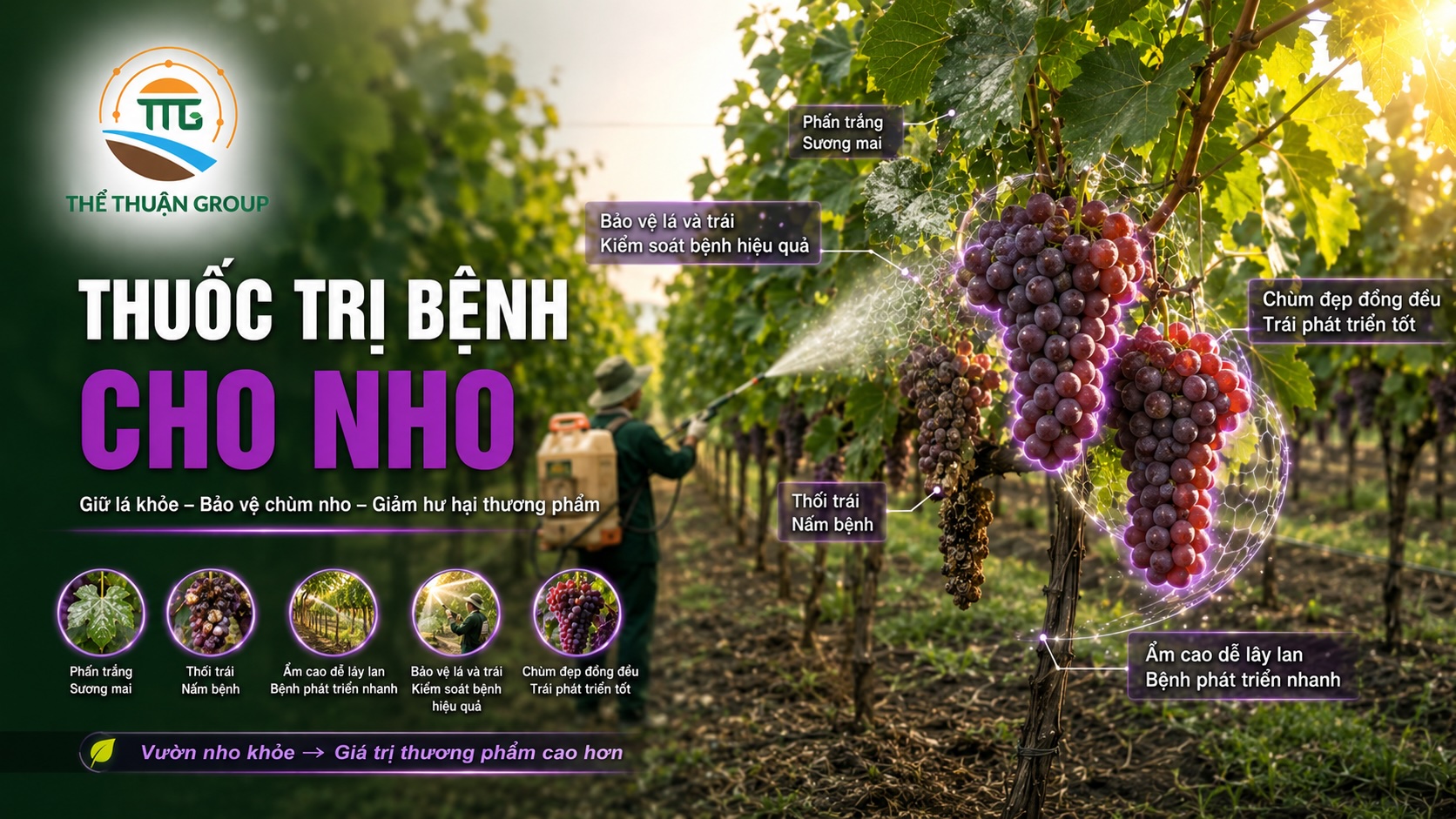 Thuốc trị bệnh cho nho