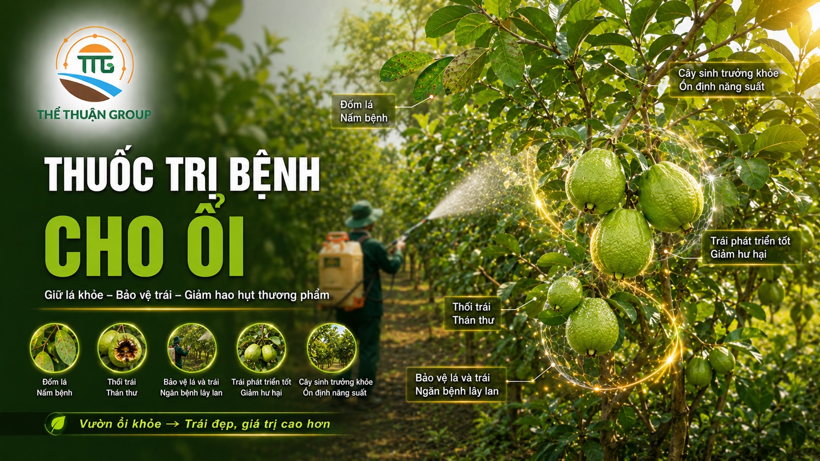 Thuốc trị bệnh cho ổi