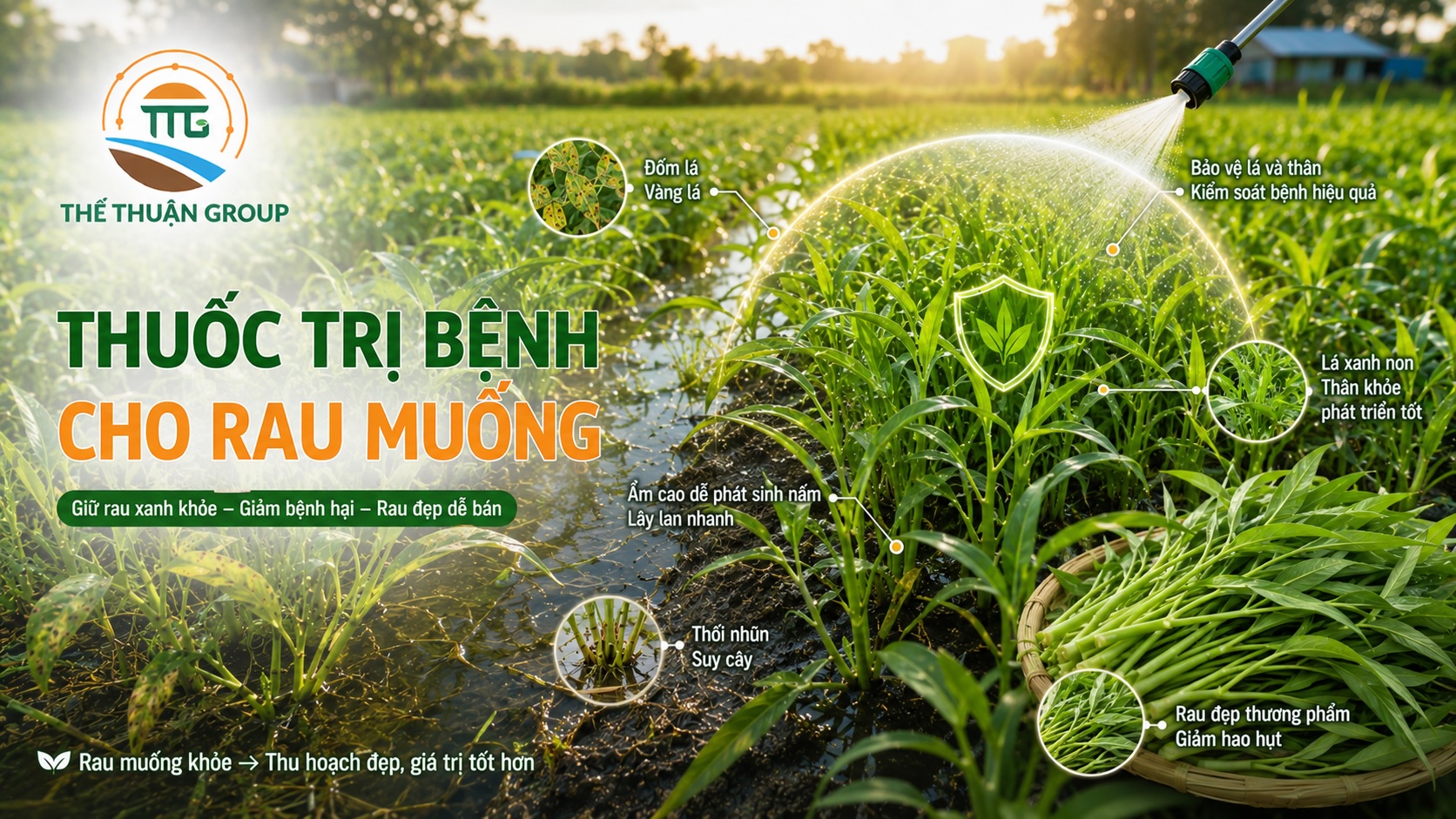 Thuốc trị bệnh cho rau muống