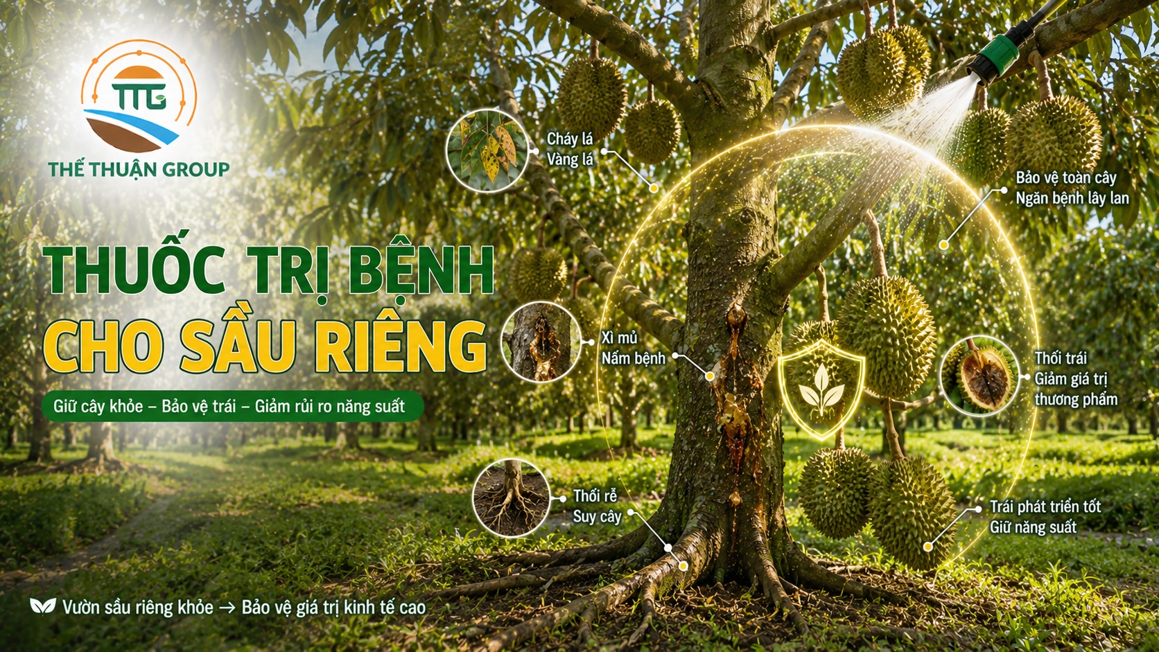 Thuốc trị bệnh cho sầu riêng