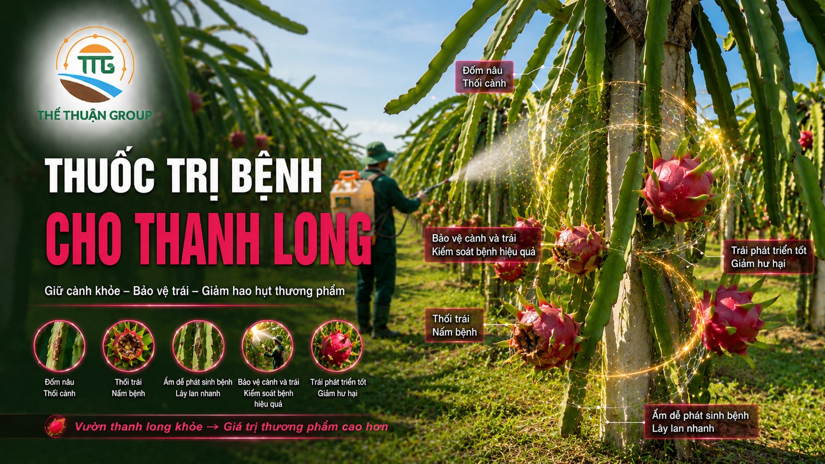 Thuốc trị bệnh cho thanh long