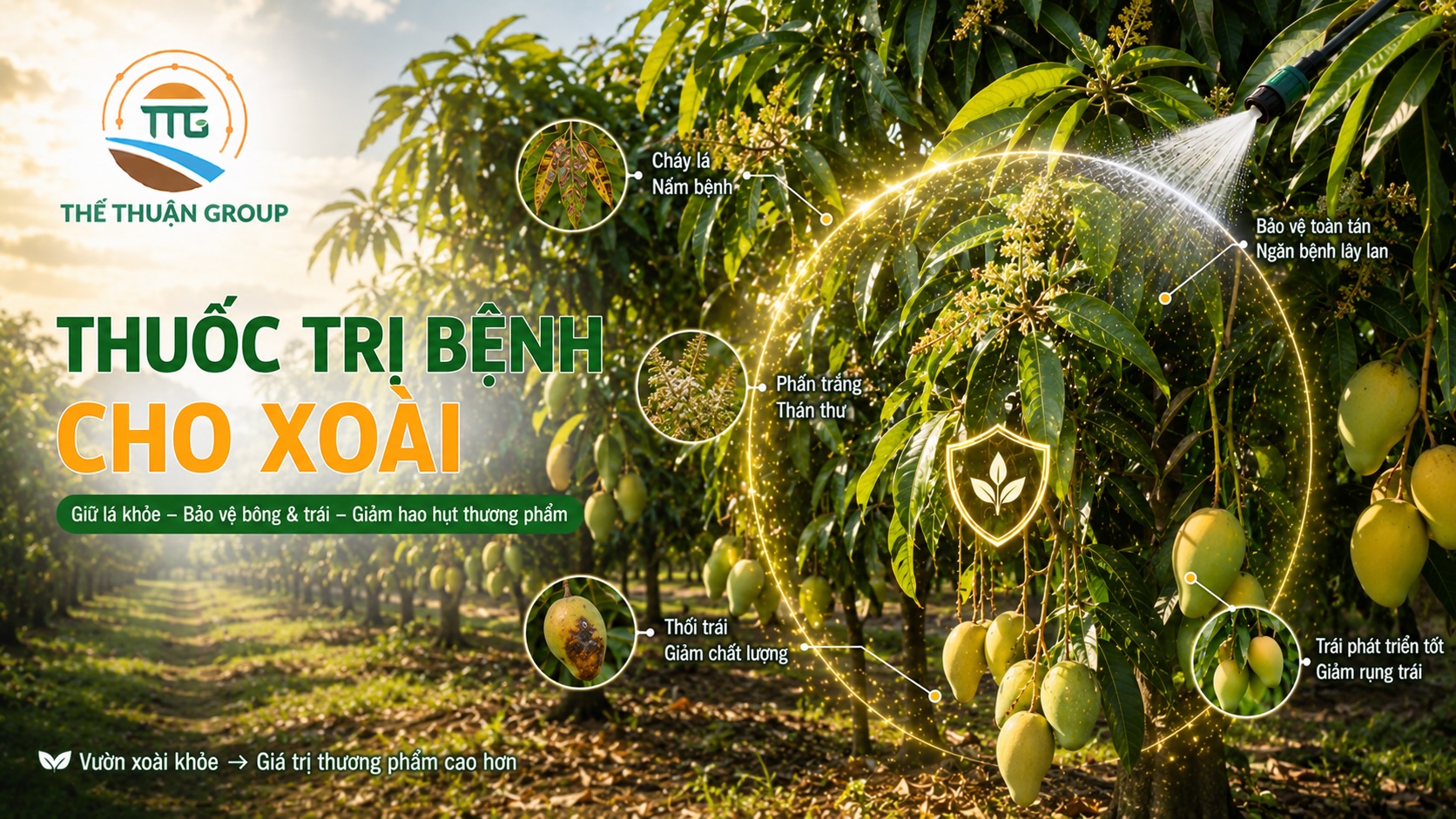 Thuốc trị bệnh cho xoài