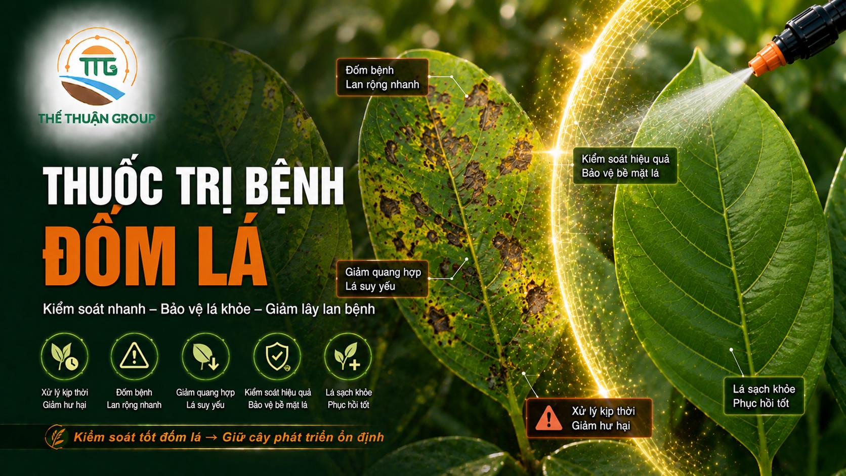 Thuốc trị bệnh đốm lá