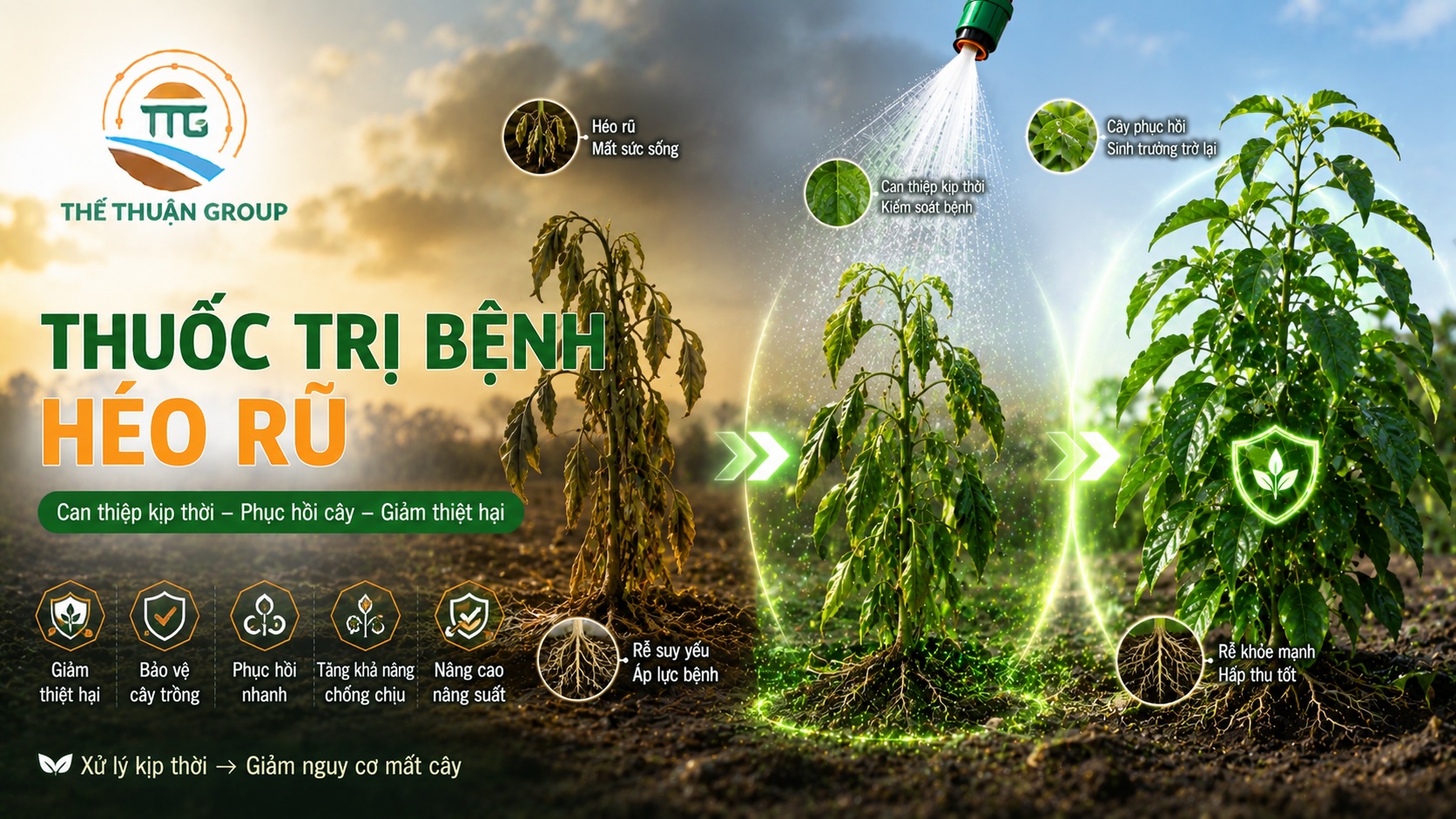Thuốc trị bệnh héo rũ