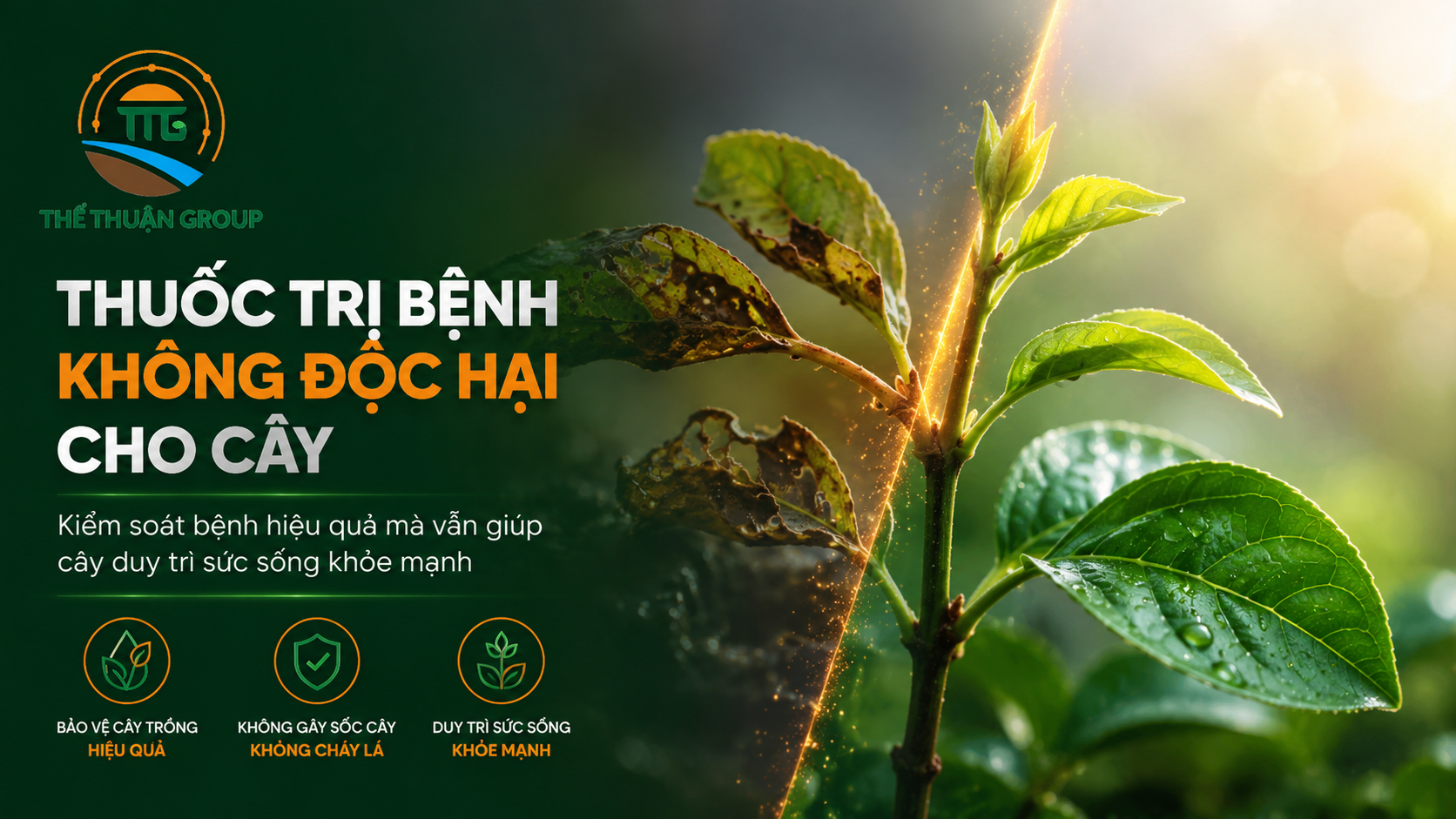 Thuốc trị bệnh không độc hại cho cây Thuốc trị bệnh không độc hại cho cây
