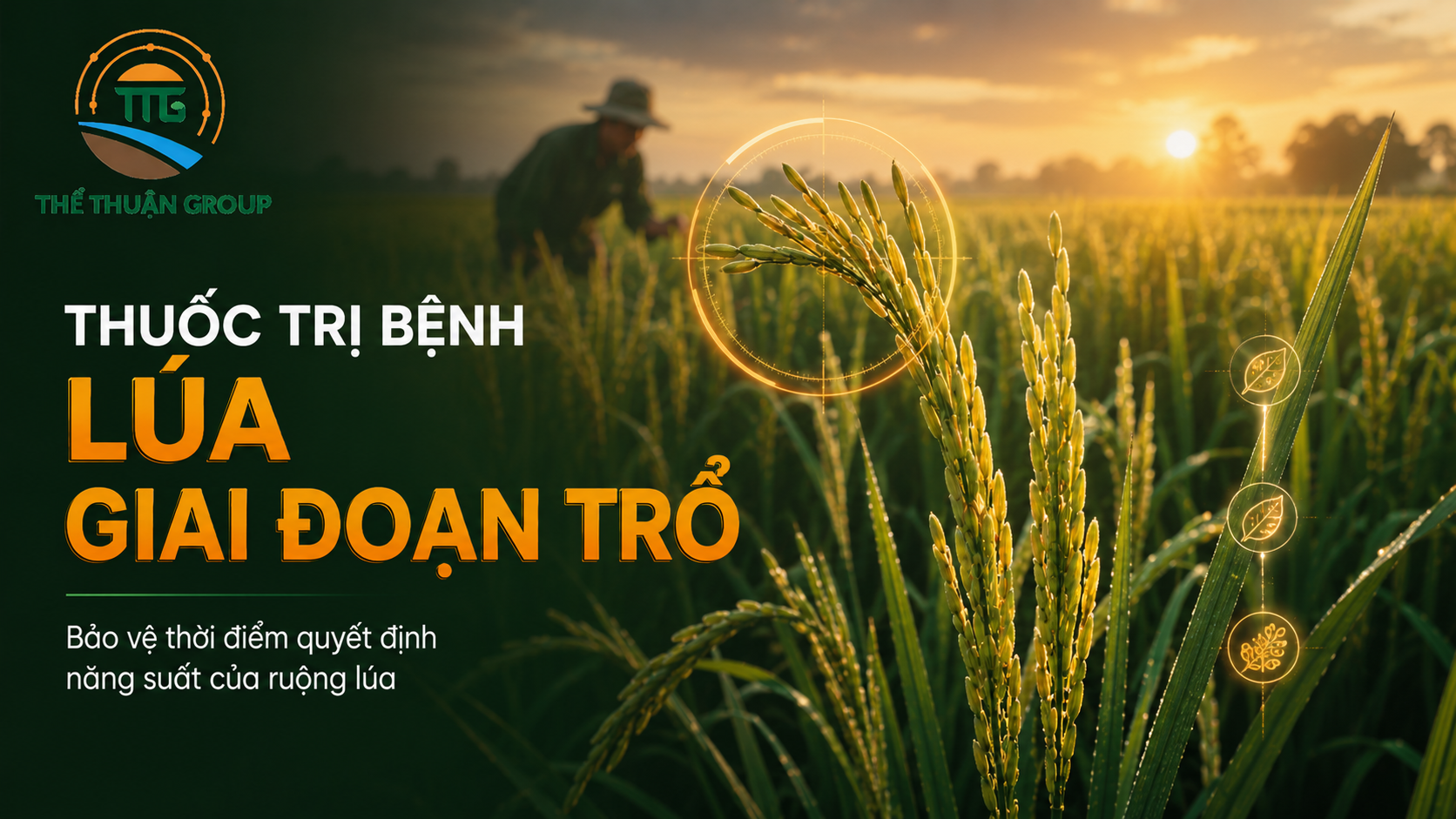 Thuốc trị bệnh lúa giai đoạn trổ