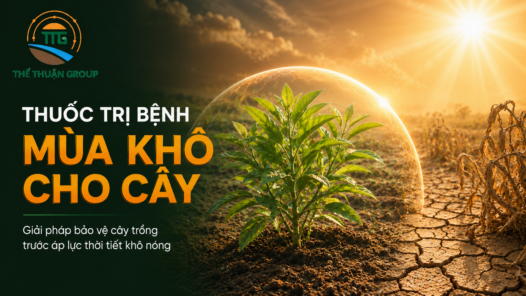 Thuốc trị bệnh mùa khô cho cây Thuốc trị bệnh mùa khô cho cây