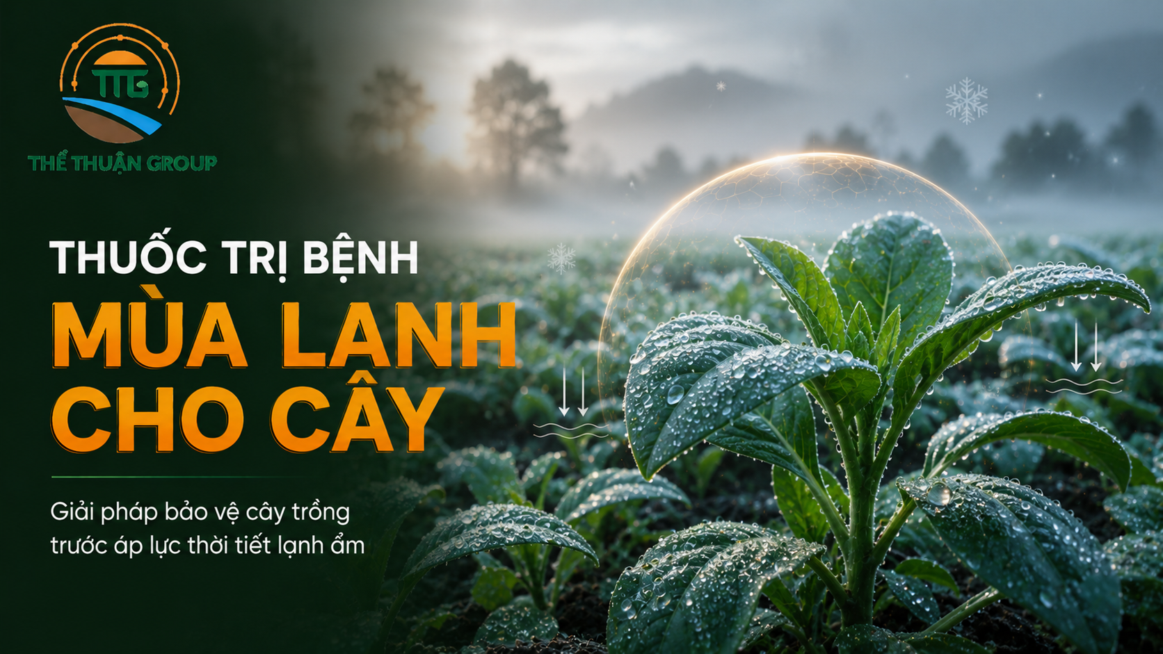 Thuốc trị bệnh mùa lạnh cho cây