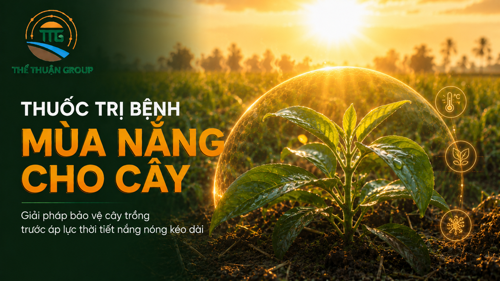 Thuốc trị bệnh mùa nắng cho cây Thuốc trị bệnh mùa nắng cho cây