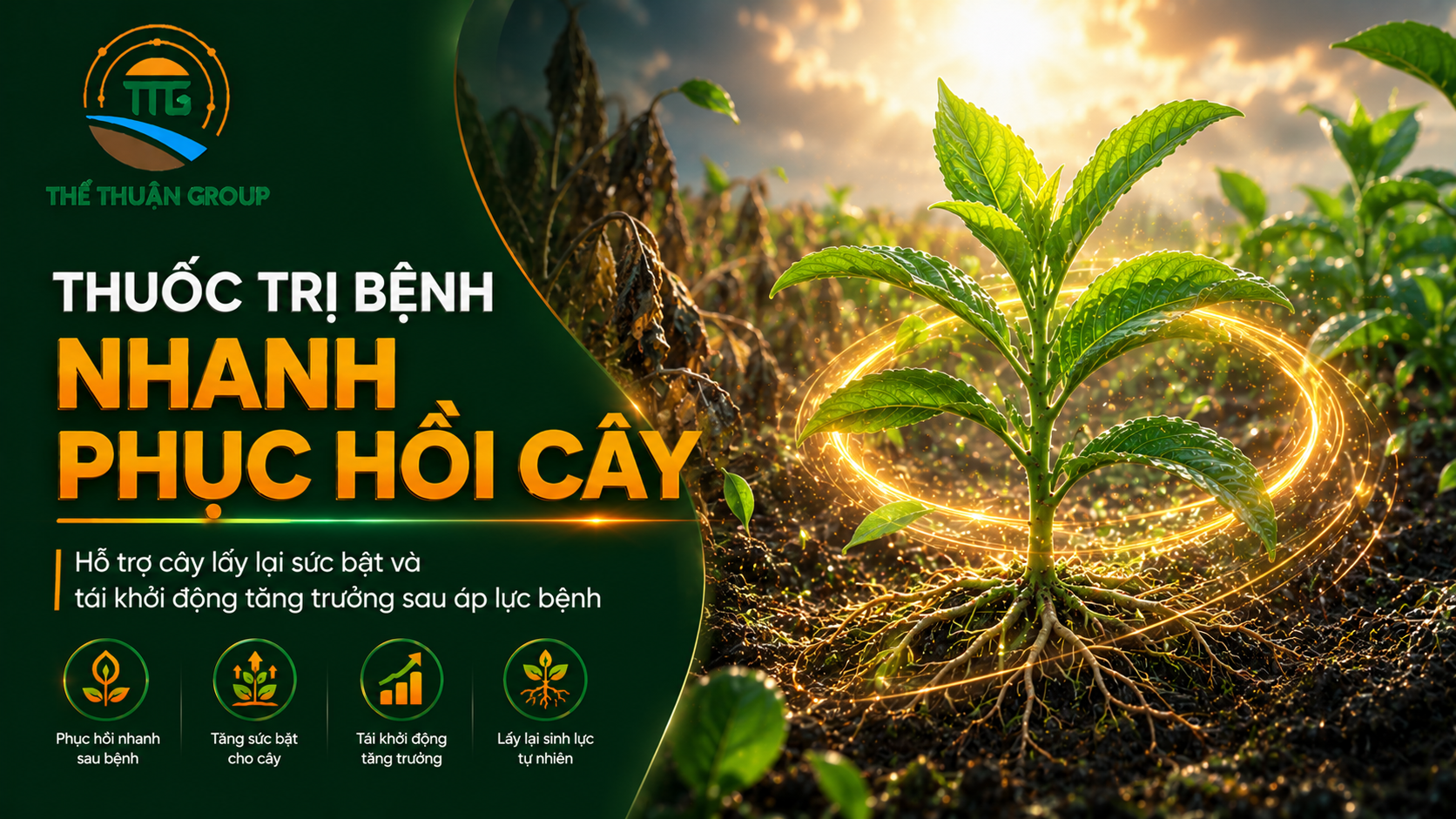 Thuốc trị bệnh nhanh phục hồi cây