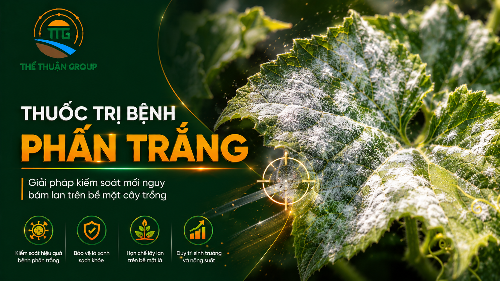 Thuốc trị bệnh phấn trắng