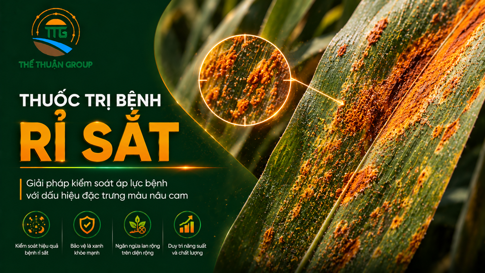 Thuốc trị bệnh rỉ sắt Thuốc trị bệnh rỉ sắt